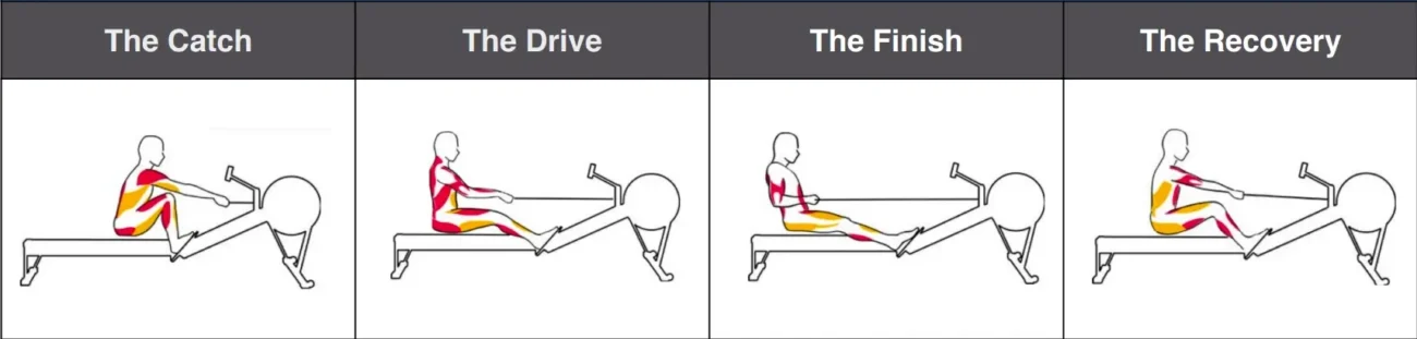 rowing machine action breakdown